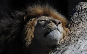 León Sereno: Fondo de Pantalla en Alta Calidad 4K