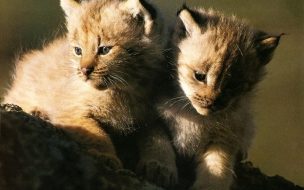Lince Cachorros: Fondo de Pantalla 4K de Alta Calidad