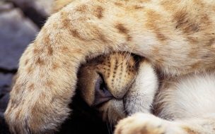 León durmiendo en alta calidad 4K - Fondo de pantalla