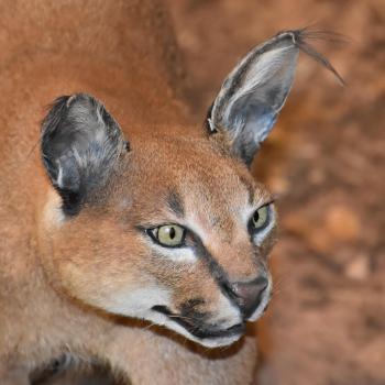 Fondo de Pantalla de pixabay_8111627.jpg