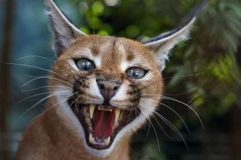 Fondo de Pantalla de pixabay_7750332.jpg