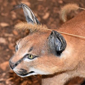 Fondo de Pantalla de pixabay_7452753.jpg