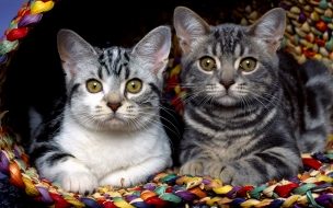 Tiernos gatitos en canasta de colores - Wallpaper 4K