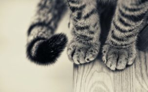 Patas de gatito en 4K: Fondo de pantalla en alta calidad