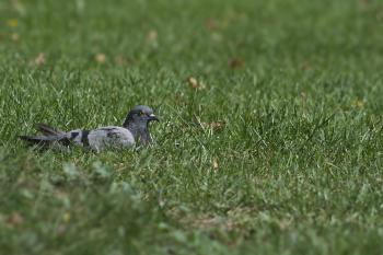 Fondo de Pantalla de pixabay_649872.jpg