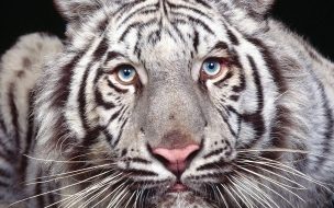 Tigre blanco en alta definición 4K para wallpaper premium
