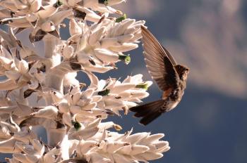 Fondo de Pantalla de pixabay_4964149.jpg