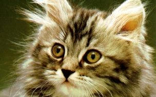 Gatito esponjoso en alta calidad para fondo de pantalla