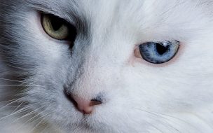 Gato con heterocromía: fondo de pantalla 4K alta calidad.