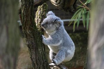 Fondo de Pantalla de pixabay_4158978.jpg