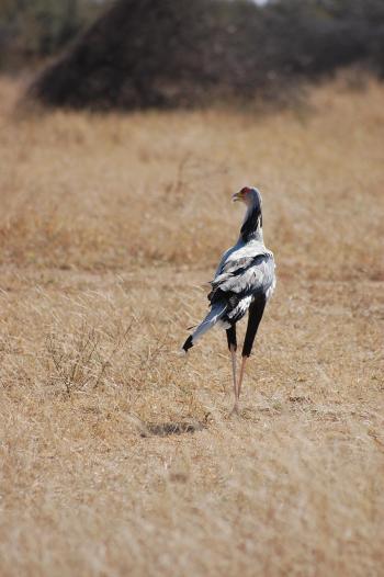 Fondo de Pantalla de pixabay_395788.jpg