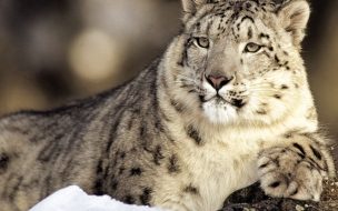 Leopardo de las nieves en alta calidad 4K wallpaper