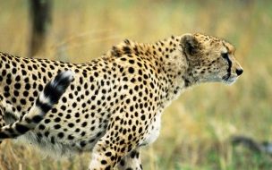 Leopardo majestuoso en la sabana - Wallpaper 4K calidad