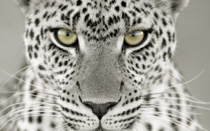 Leopardo en primer plano: wallpaper 4K de alta calidad