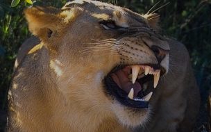 Leona rugiente en la sabana - Wallpaper 4K impactante