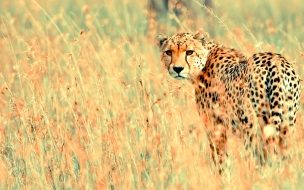Beautiful cheetah