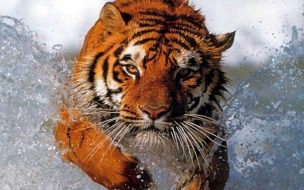 Tigre majestuoso en acción - Wallpaper 4K alta calidad