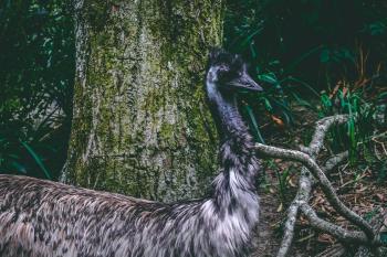 Fondo de Pantalla de pexels_946268.jpg