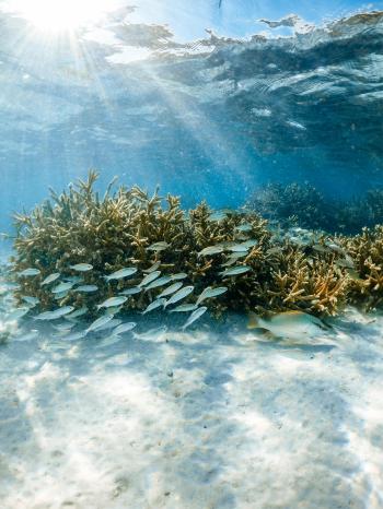 Fondo de Pantalla de pexels_9762888.jpg