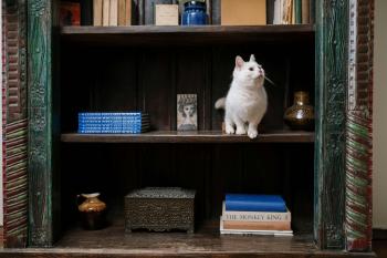 Fondo de Pantalla de pexels_6853101.jpg