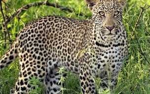 Leopardo en la jungla, wallpaper 4K de alta calidad