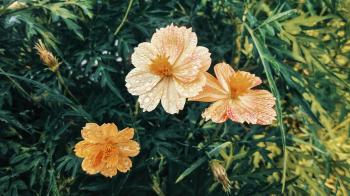 Fondo de Pantalla de pexels_5300311.jpg