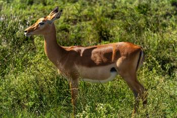 Fondo de Pantalla de pexels_30748509.jpg