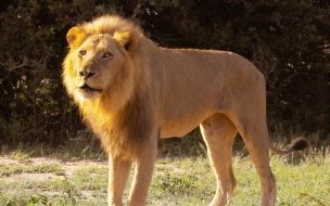 León majestuoso en la sabana - Wallpaper 4K HD