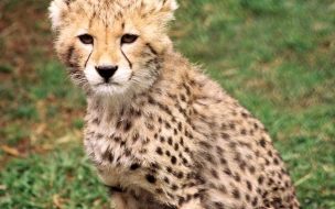 Cachorro de guepardo en alta calidad para wallpapers 4K