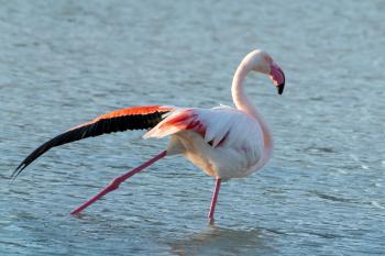 Fondo de Pantalla de pexels_30597916.jpg