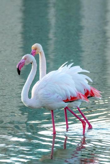 Fondo de Pantalla de pexels_30597925.jpg