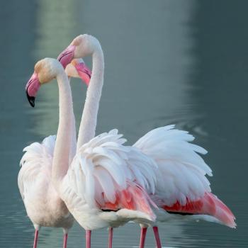 Fondo de Pantalla de pexels_30597928.jpg