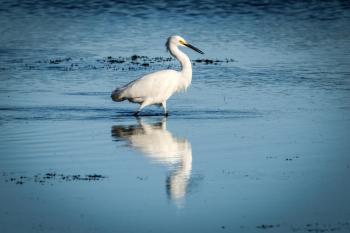 Fondo de Pantalla de pexels_30569950.jpg