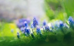 Muscari flowers