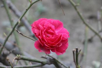 Fondo de Pantalla de pexels_30498170.jpg