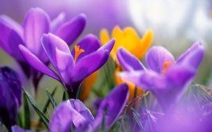 Purple crocuses