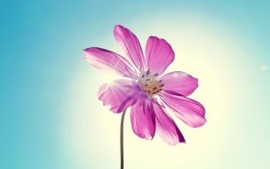 Purple magenta flower