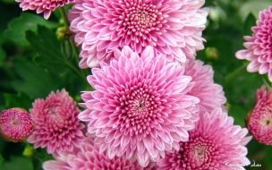 Chrysanthemum flowers