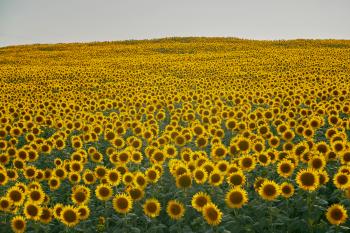 Fondo de Pantalla de pexels_30446733.jpg