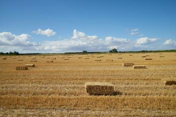 Fondo de Pantalla de pexels_30446746.jpg