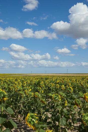 Fondo de Pantalla de pexels_30446748.jpg