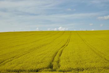 Fondo de Pantalla de pexels_29975768.jpg