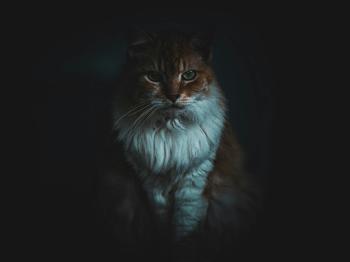 Fondo de Pantalla de pexels_29368200.jpg