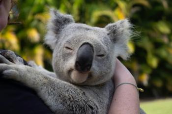 Fondo de Pantalla de pexels_2943232.jpg