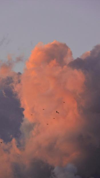 Fondo de Pantalla de pexels_29740093.jpg