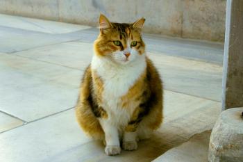 Fondo de Pantalla de pexels_29109508.jpg