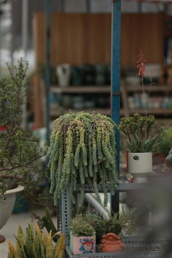 Fondo de Pantalla de pexels_28264595.jpg