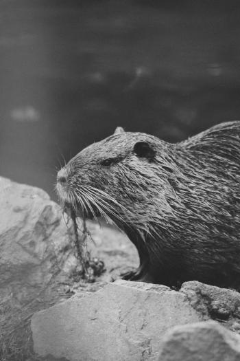 Fondo de Pantalla de pexels_27583452.jpg