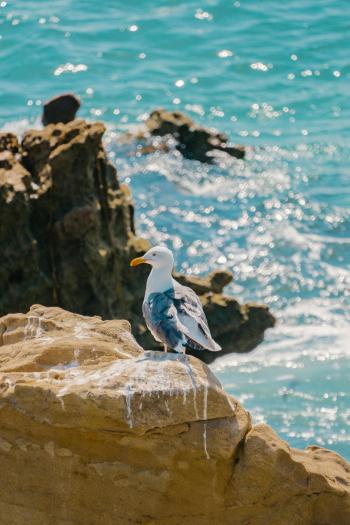 Fondo de Pantalla de pexels_26918961.jpg