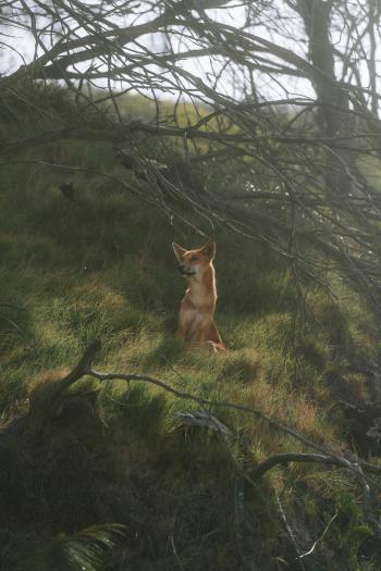 Fondo de Pantalla de pexels_26555819.jpg